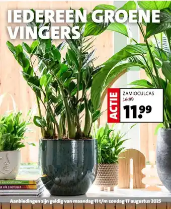 Intratuin Zamioculcas aanbieding