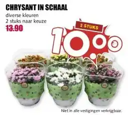MCD Supermarkt CHRYSANT IN SCHAAL aanbieding