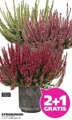 Ranzijn STRUIKHEIDE CALLUNA GARDEN aanbieding