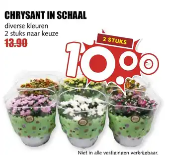 De Boerenschuur CHRYSANT IN SCHAAL aanbieding