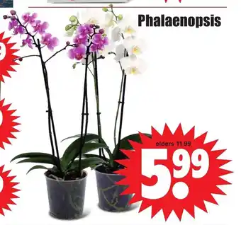 Dirk Phalaenopsis aanbieding