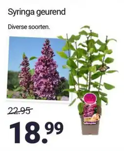 Inter Chalet Syringa geurend aanbieding