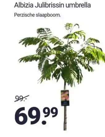Inter Chalet Albizia Julibrissin umbrella Perzische slaapboom. aanbieding