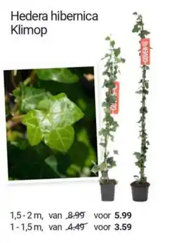 Inter Chalet Hedera hibernica Klimop aanbieding