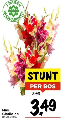Vomar Voordeelmarkt Mini Gladiolen aanbieding
