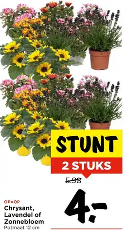 Vomar Voordeelmarkt Chrysant, Lavendel of Zonnebloem aanbieding