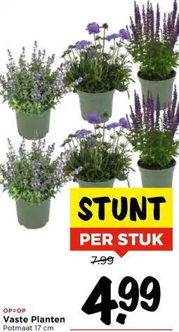 Vomar Voordeelmarkt Vaste Planten aanbieding