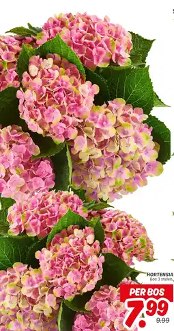 Dekamarkt Hortensia aanbieding