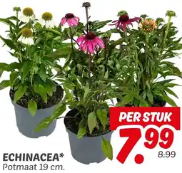 Dekamarkt Echinacea aanbieding