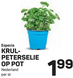 Ekoplaza Especia krulpeterselie in pot aanbieding