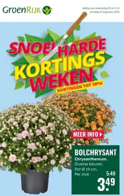 GroenRijk BOLCHRYSANT Chrysanthemum aanbieding