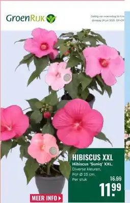GroenRijk HIBISCUS XXL aanbieding