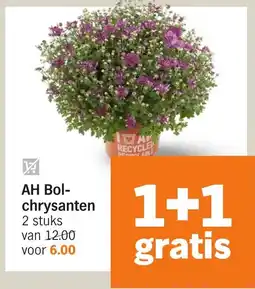 Albert Heijn AH Bol- chrysanten aanbieding