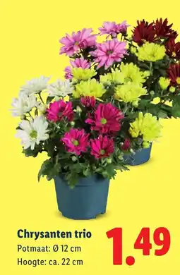 Lidl Chrysanten trio aanbieding