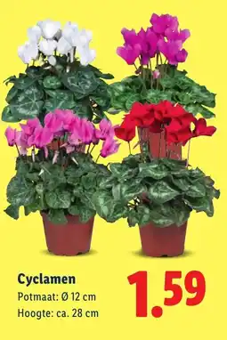 Lidl Cyclamen aanbieding