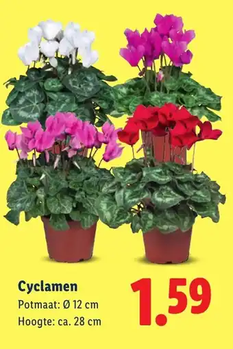 Lidl Cyclamen aanbieding