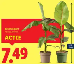 Lidl Bananenplant aanbieding
