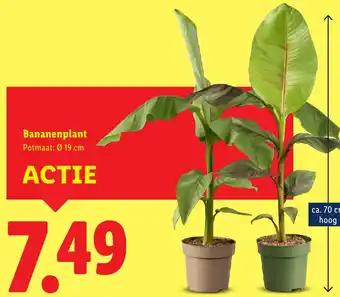 Lidl Bananenplant aanbieding