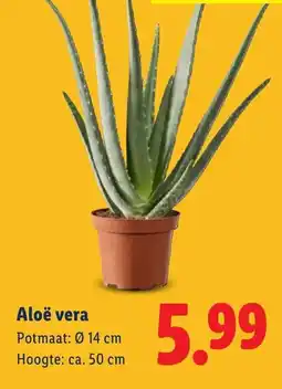 Lidl Aloë vera aanbieding
