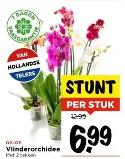 Vomar Voordeelmarkt Vlinderorchidee aanbieding