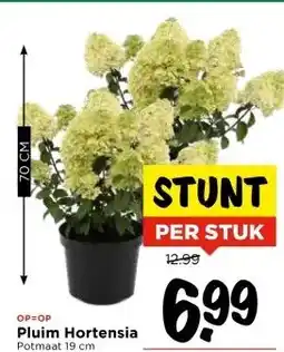 Vomar Voordeelmarkt Pluim Hortensia aanbieding