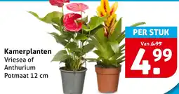 Hoogvliet Kamerplanten aanbieding