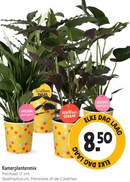 Jumbo Kamerplantenmix aanbieding