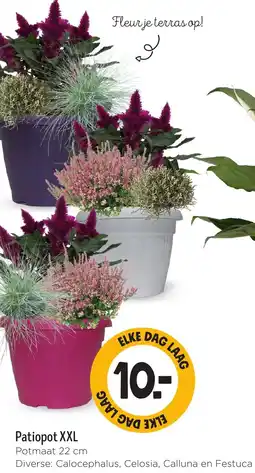 Jumbo Patiopot XXL aanbieding