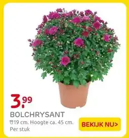 Praxis BOLCHRYSANT aanbieding
