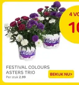 Praxis FESTIVAL COLOURS ASTERS TRIO aanbieding