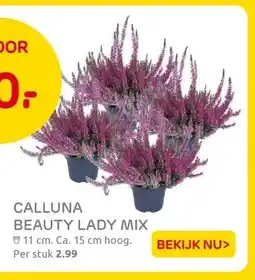 Praxis CALLUNA BEAUTY LADY MIX aanbieding