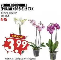 MCD Supermarkt VLINDERORCHIDEE (PHALAENOPSIS) 2-TAK aanbieding