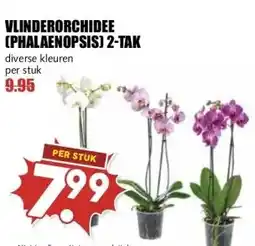 MCD Supermarkt VLINDERORCHIDEE [PHALAENOPSIS) 2-TAK aanbieding