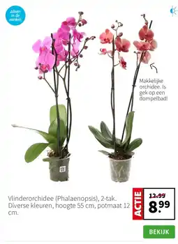 Intratuin Vlinderorchidee (Phalaenopsis), 2-tak. Diverse kleuren, hoogte 55 cm, potmaat 12 cm. aanbieding
