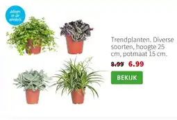 Intratuin Trendplanten. Diverse soorten, hoogte 25 cm, potmaat 15 cm. aanbieding