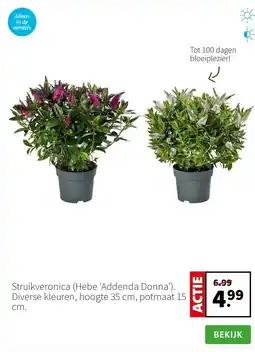 Intratuin Struikveronica (Hebe ‘Addenda Donna’). Diverse kleuren, hoogte 35 cm, potmaat 15 cm. aanbieding