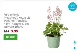 Intratuin Purperklokje (Heuchera). Keuze uit ‘Paris’ en ‘Timeless Night’, hoogte 40 cm, potmaat 19 cm. aanbieding