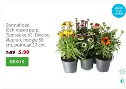 Intratuin Zonnehoed (Echinacea purp. ‘Sunseekers’). Diverse kleuren, hoogte 50 cm, potmaat 17 cm. aanbieding