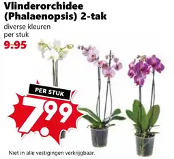 CoopCompact Vlinderorchidee (Phalaenopsis) 2-tak aanbieding