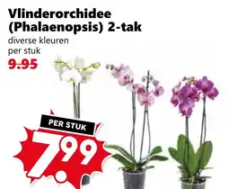 Coop Vlinderorchidee (Phalaenopsis) 2-tak aanbieding