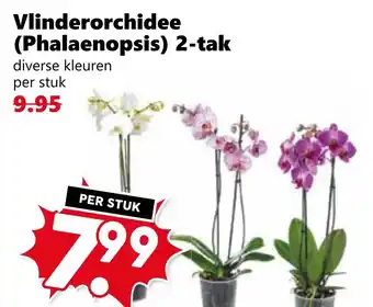 Coop Vlinderorchidee (Phalaenopsis) 2-tak aanbieding