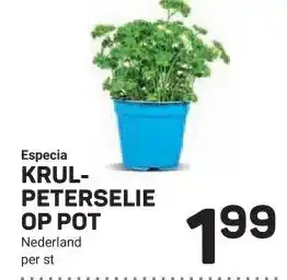Ekoplaza Especia KRUL- PETERSELIE OP POT aanbieding