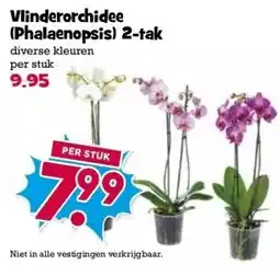 Boon`s Markt Vlinderorchidee (Phalaenopsis) 2-tak aanbieding