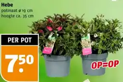 Poiesz Hebe aanbieding