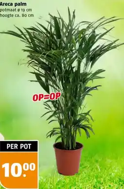 Poiesz Areca palm aanbieding