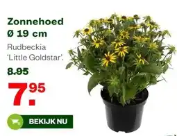Welkoop Zonnehoed Ø 19 cm aanbieding