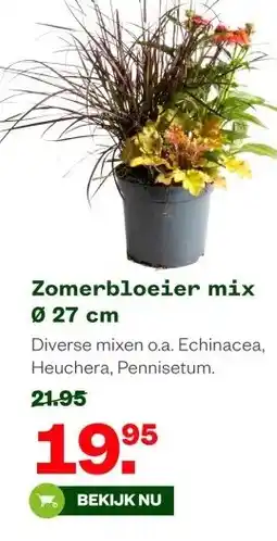 Welkoop Zomerbloeier mix 027 cm aanbieding
