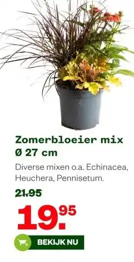 Welkoop Zomerbloeier mix 027 cm aanbieding