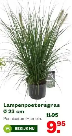 Welkoop Lampenpoetersgras Ø 23 cm aanbieding