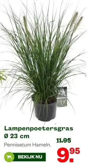 Welkoop Lampenpoetersgras Ø 23 cm aanbieding